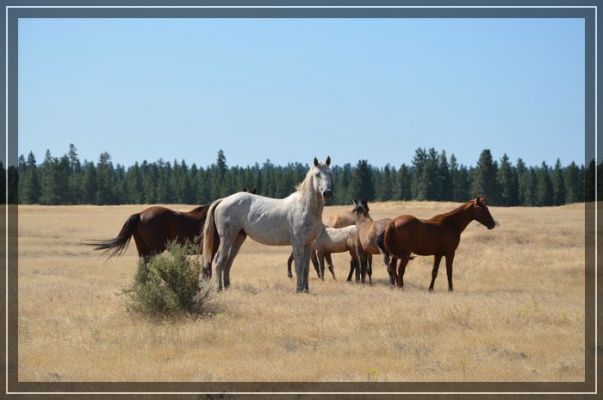Wildpferde in Oregon
