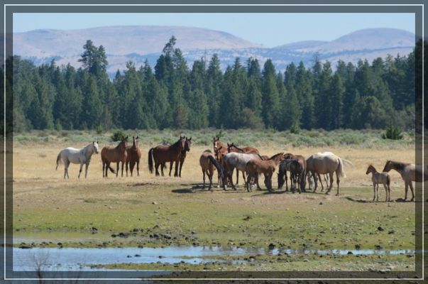 Wildpferde in Oregon
