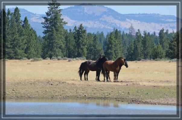Wildpferde in Oregon
