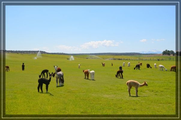 Alpacas
