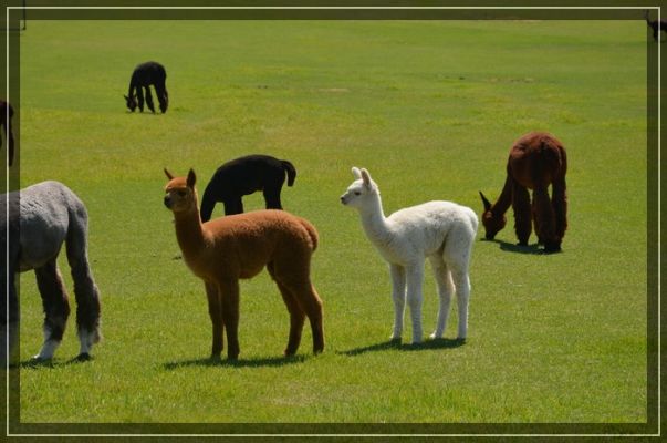 Alpacas

