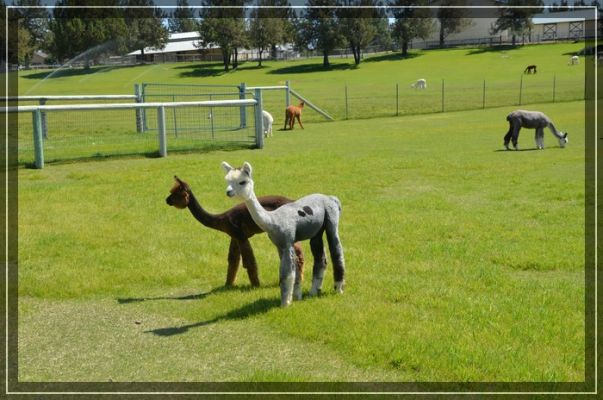 Alpacas
