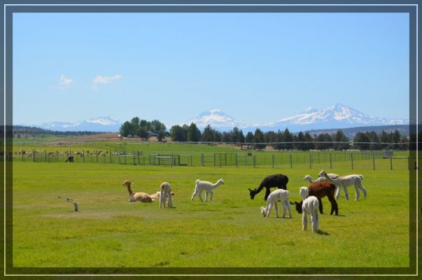 Alpacas
