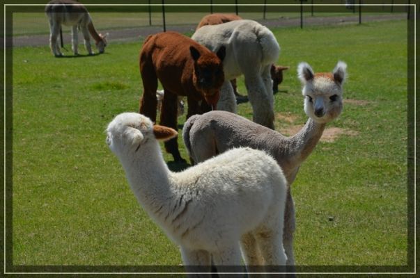 Alpacas
