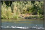 Roguer River