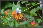 Butterfly Farm bei Elkton