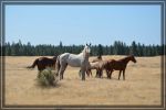 Wildpferde in Oregon