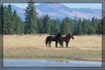 Wildpferde in Oregon