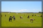 Alpacas