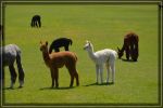 Alpacas