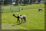 Alpacas