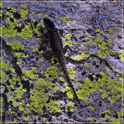 Chiricahua_(189).JPG