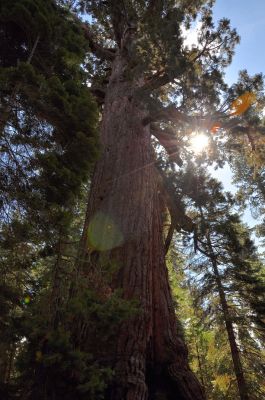 Mariposa Grove
