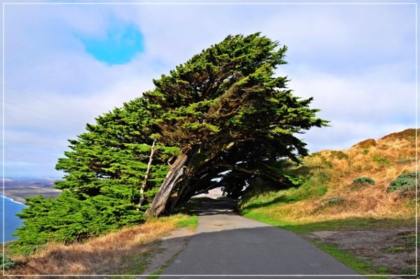 1_-_Point_Reyes_(27).JPG