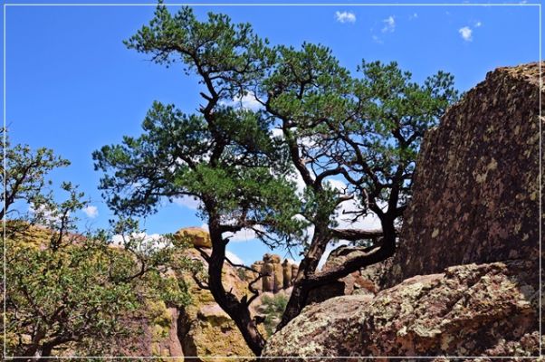 Chiricahua_(181).JPG