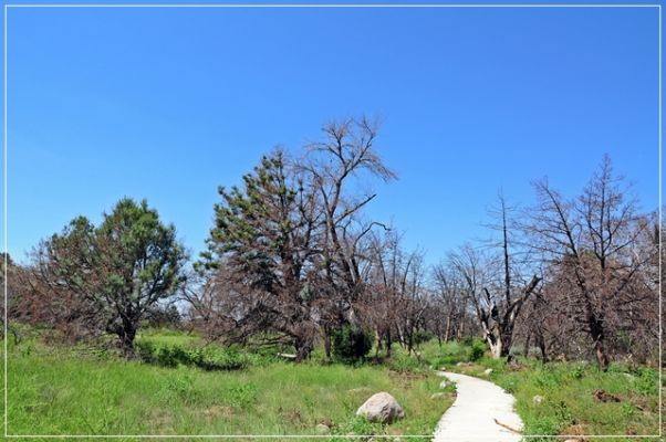 Chiricahua_(28).JPG