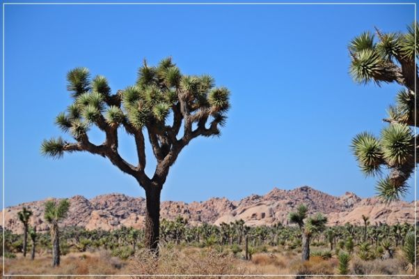 Joshua_Tree_(171).JPG