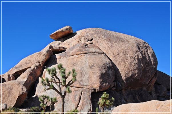 Joshua_Tree_(205).JPG