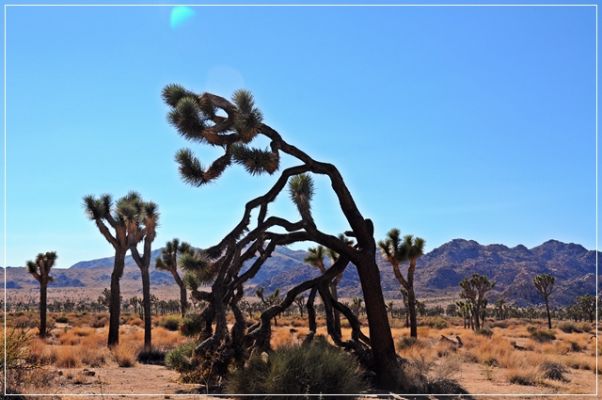 Joshua_Tree_(213).JPG