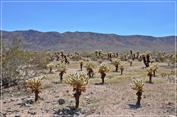 Joshua_Tree_(51).JPG