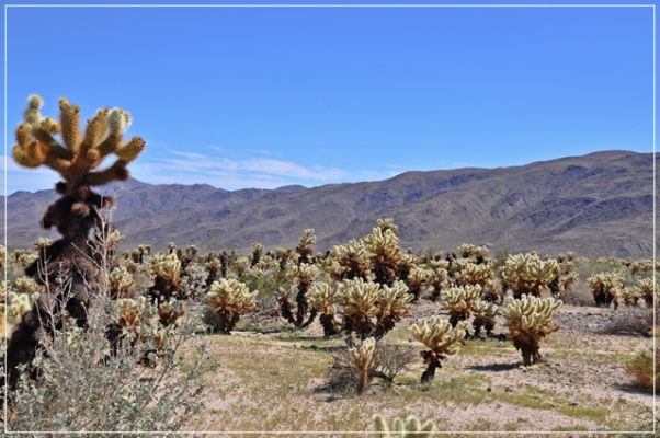 Joshua_Tree_(55).JPG