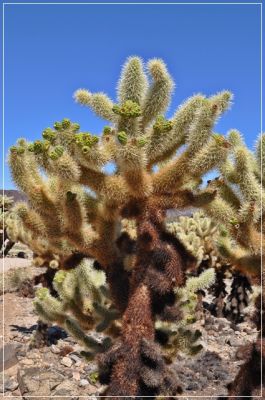 Joshua_Tree_(60).JPG