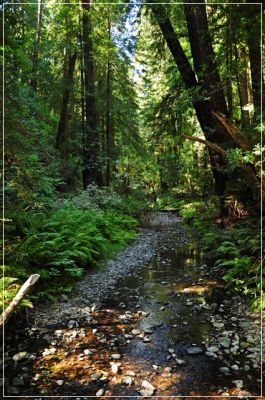 Muir_Woods_(104).JPG
