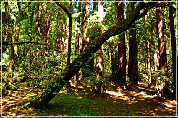 Muir_Woods_(28).JPG