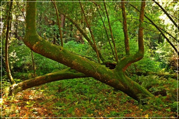 Muir_Woods_(30).JPG