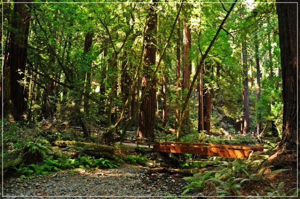 Muir_Woods_(71).JPG