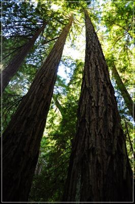 Muir_Woods_(92).JPG