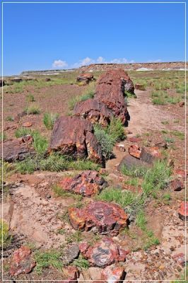 Petrified_Forest_(22).JPG