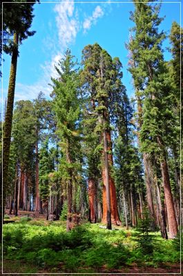 Sequoia_und_Kings_Canyon_(136).JPG