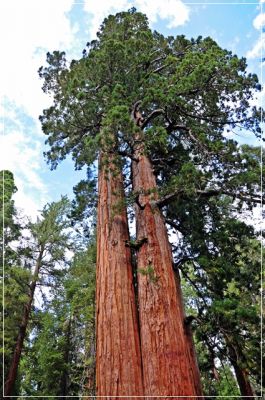 Sequoia_und_Kings_Canyon_(184).JPG