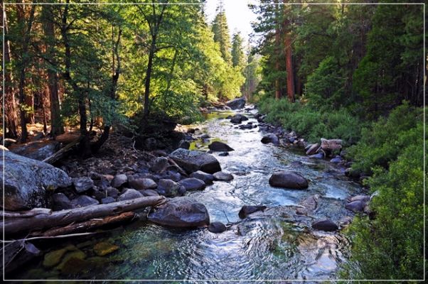 Sequoia_und_Kings_Canyon_(385).JPG