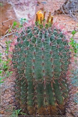 Tucson_(50).JPG