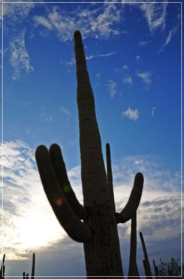 Tucson_(77).JPG