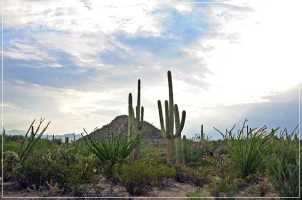 Tucson_(80).JPG
