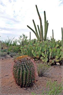 Tucson_(98).JPG