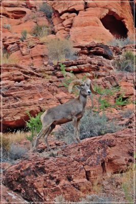 Valley_of_Fire_(163).JPG