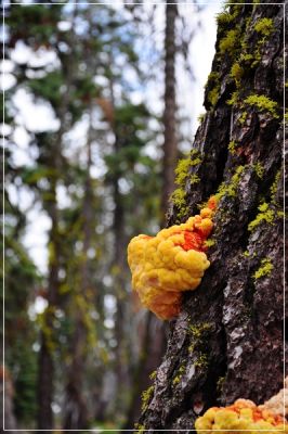 Yosemite_(62).JPG
