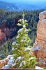 Bryce Canyon