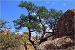 Chiricahua_(181).JPG
