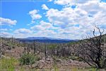 Chiricahua_(212).JPG