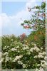 DSC_2864.JPG
