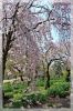 DSC_5260~0.JPG