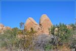 Joshua_Tree_(163).JPG