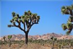 Joshua_Tree_(171).JPG