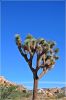 Joshua_Tree_(228).JPG