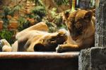 Lion Habitat